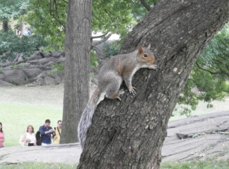 squirrel in tree